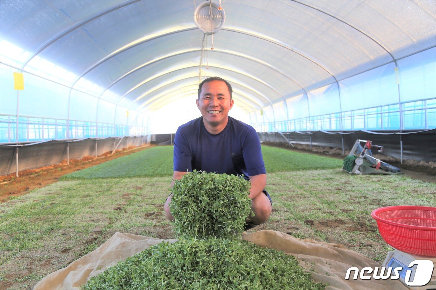 본문 이미지 - 전북 진안군 마령면의 한 비닐하우스. 김은호 바른농작 대표가 방금 수확한 어린잎을 들어 보이고 있다.2020.9.25 /ⓒ 뉴스1 이지선 기자