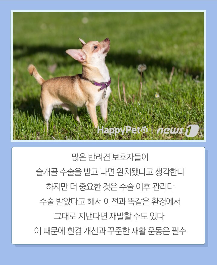 본문 이미지 -  