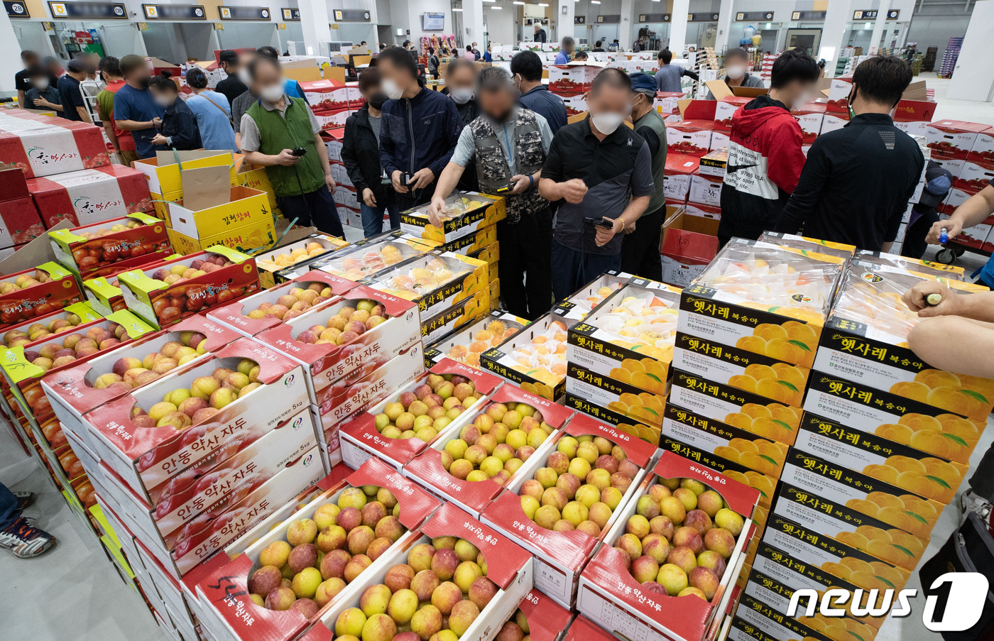 (수원=뉴스1) 이재명 기자 = 7일 오전 경기도 수원시 권선구 수원농수산물도매시장에서 상인들이 경매를 하고 있다.수원농수산물도매시장은 시설현대화사업 중 2단계로 과일동과 수산동의 …