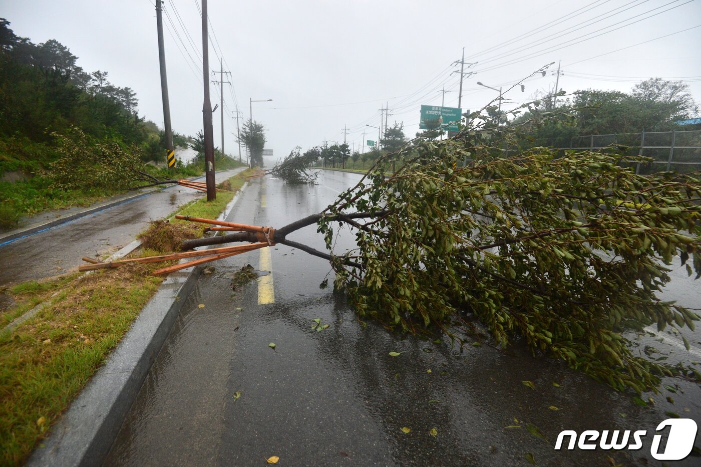 본문 이미지 - 7일 오전 제10호 태풍 하이선의 영향권에 들어간 경북 포항시 전역에 강한 비바람이 몰아치고 있다. 흥해읍 영일만항으로 가는 도로 곳곳에 뿌리채 뽑힌 가로수들이 도로와 인도를 막고 있다. 2020.9.7/뉴스1 ⓒ News1 최창호 기자