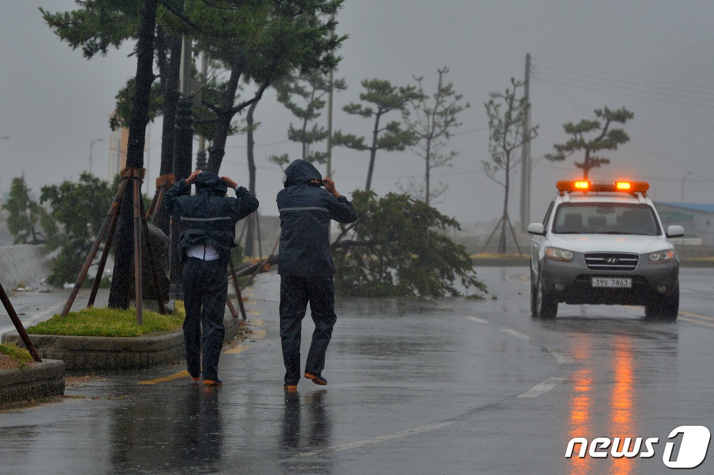 본문 이미지 - 7일 오전 경북 포항시 전역이 제10호 태풍 하이선 영향권에 들어가면서 강한 비바람에 북구 몰아치고 있다. 강풍에 북구 여남동 해안가 가로수들이 뿌리채 뽑혀 쓰러져 있다. 2020.9.7/뉴스1 ⓒ News1 최창호 기자