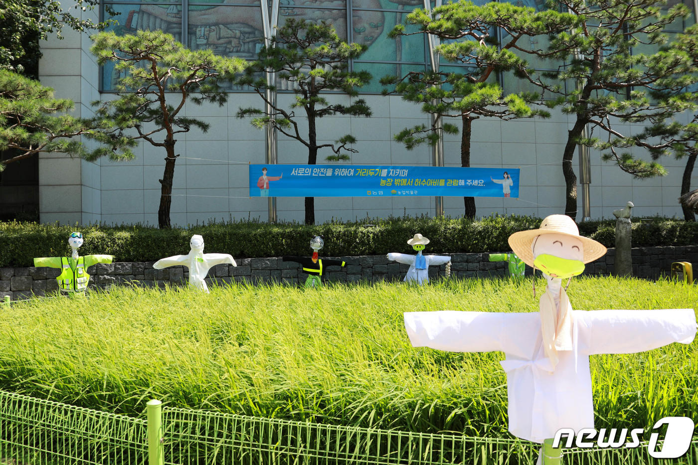 (서울=뉴스1) = □ 농협중앙회 농업박물관은 곡식이 무르익어가는 절기인 백로(白露)를 맞아 땀 흘려 지은 농사를 잘 지켜달라는 염원을 담은 허수아비를 서울시 중구 농업박물관 야외 …