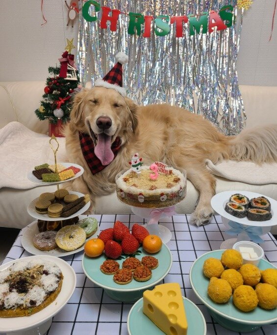 본문 이미지 - 리트리버 강아지. 사진 온라인 게시판 갈무리 ⓒ 뉴스1