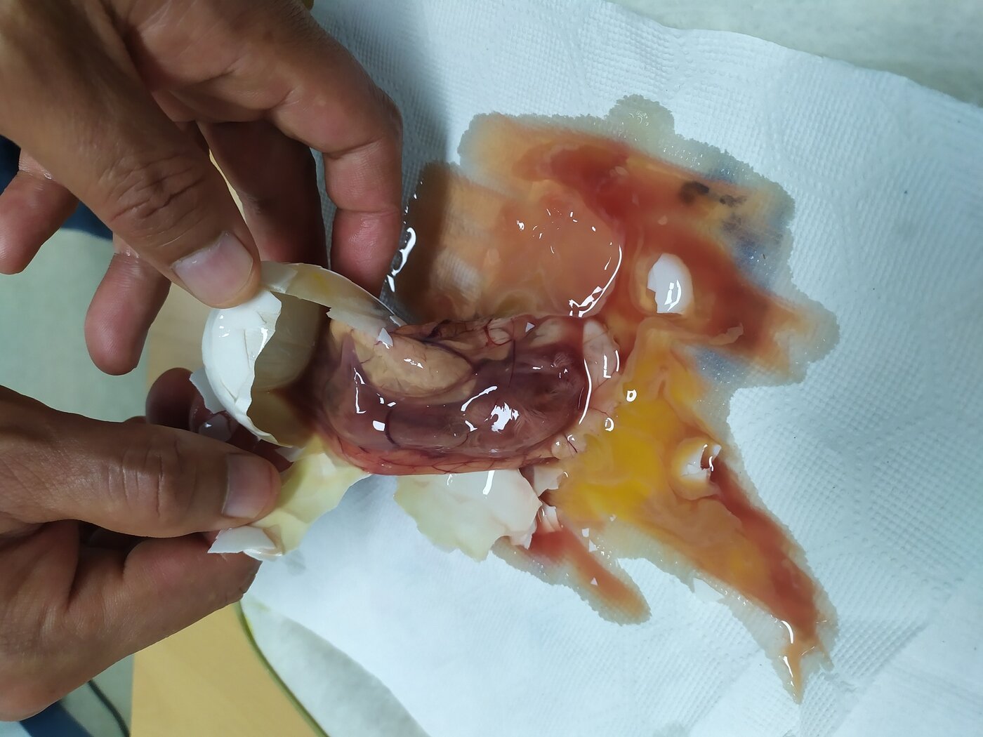 본문 이미지 - 부화중지 오리알 내부를 확인한 장면.(서울시 제공)ⓒ 뉴스1