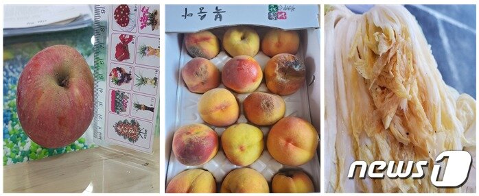 본문 이미지 - 농산물 꾸러미로 배달된 불량 농산물들. 왼쪽부터 크기가 작은 사과, 상한 복숭아, 오래된 절임배추. (독자 제공) ⓒ 뉴스1