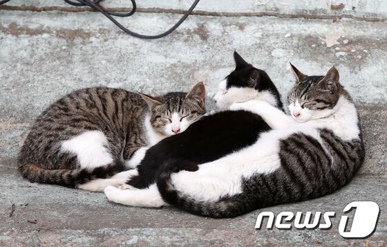 길고양이 중성화 판단은 수의사가 길고양이 중성화 판단은 수의사가