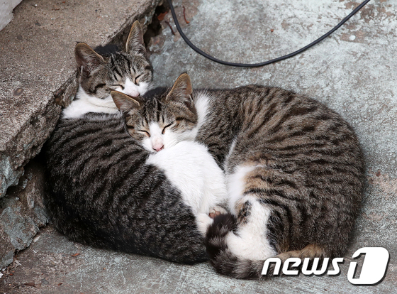 [단독]7월부터 네이버 해피빈서 동물치료비 모금 못한다…"기준 마련" - Vimarsana News