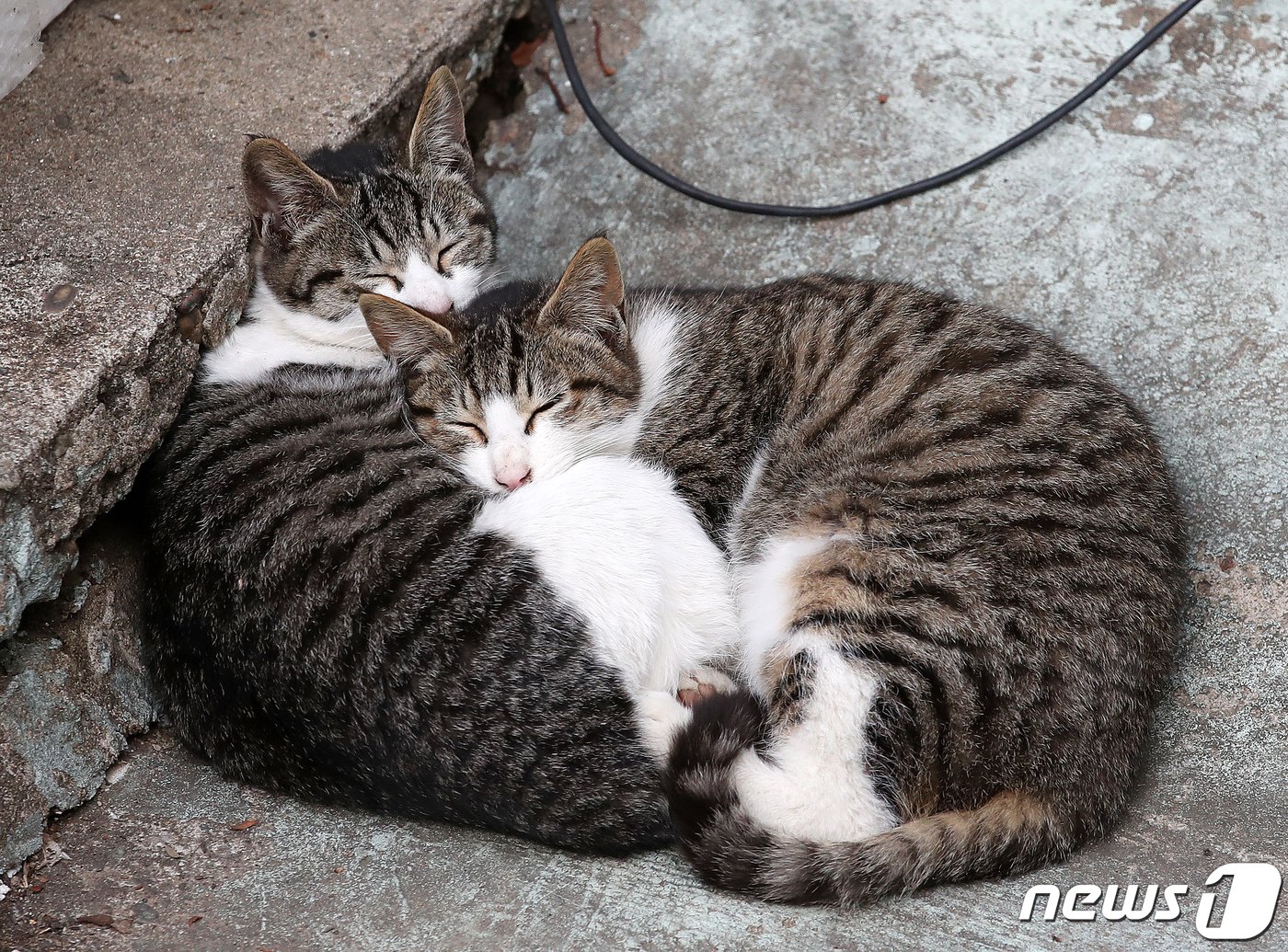 본문 이미지 - 서울 시내 한 공원에서 낮잠을 자고 있는 길고양이들의 모습. 2021.1.25/뉴스1 ⓒ News1 김진환 기자