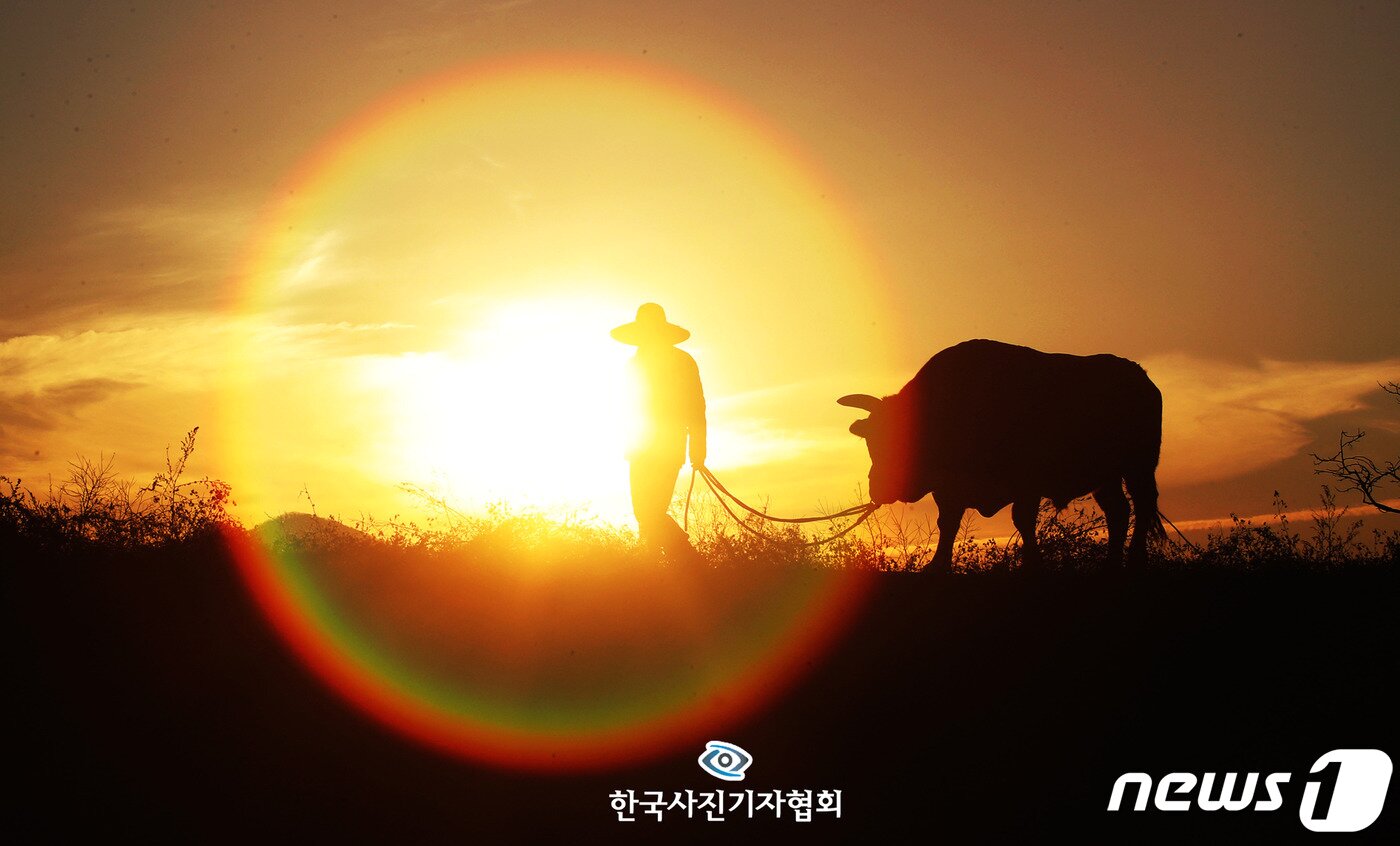 본문 이미지 - <이달의보도사진상 - 우수상> 2021년 신축년(辛丑年) 소의 해를 앞두고 경북 청도군 우림목장에서 목장주 예병권씨와 싸움소 '아리랑'이 훈련을 위해 솟아오르는 해를 맞이하며 이동하고 있다. <송원영기자/ 뉴스1/ 한국사진기자협회 - 무단전재 재배포금지>