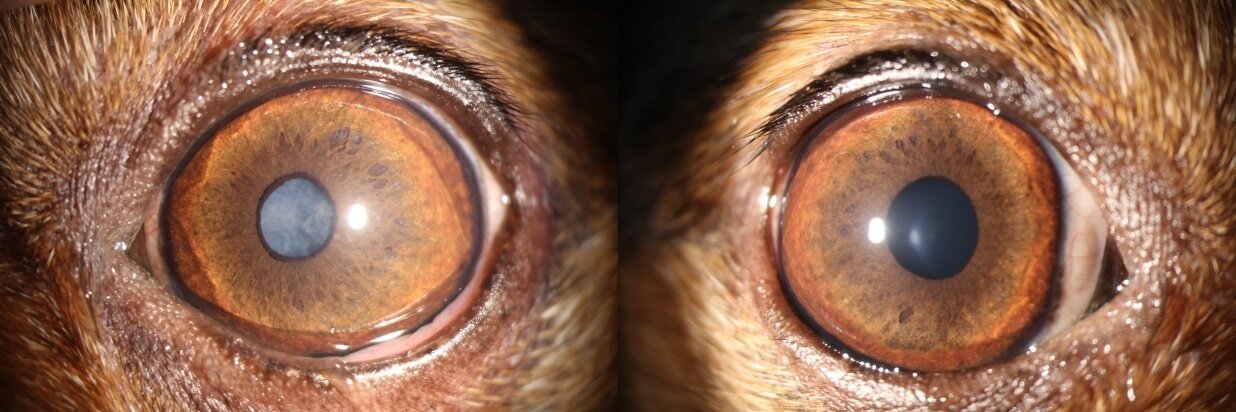 본문 이미지 - 강아지 백내장이 확인된 눈(왼쪽)과 정상인 눈. 사진 vip동물의료센터 제공 ⓒ 뉴스1