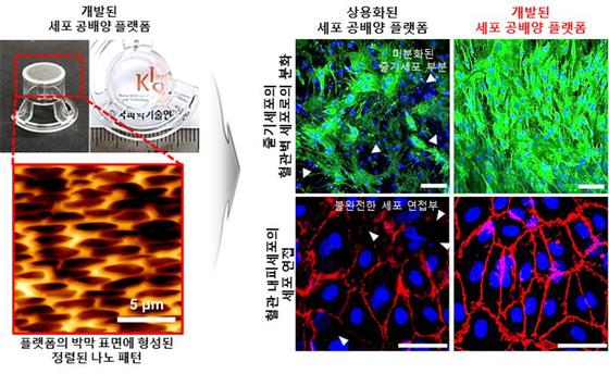 한국과학기술연구원(KIST)은 생체재료연구센터 정영미 박사 연구팀이 새로운 다공성 박막 기반 세포 공배양 플랫폼을 개발했다고 밝혔다.(KIST 제공) 2021.1.27/뉴스1