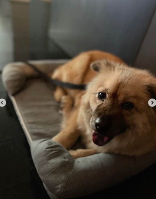 본문 이미지 - 고성군 유기동물보호소 인스타그램ⓒ 뉴스1