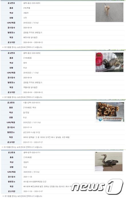 본문 이미지 - 기타에 등록돼 있는 유실유기동물들. 사진 동물보호관리시스템 홈페이지 ⓒ 뉴스1