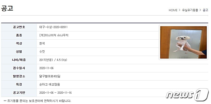 본문 이미지 - 슈나우저 종으로 분류돼 있지만 사진은 몰티즈인 유실유기동물. 사진 동물보호관리시스템 홈페이지 ⓒ 뉴스1