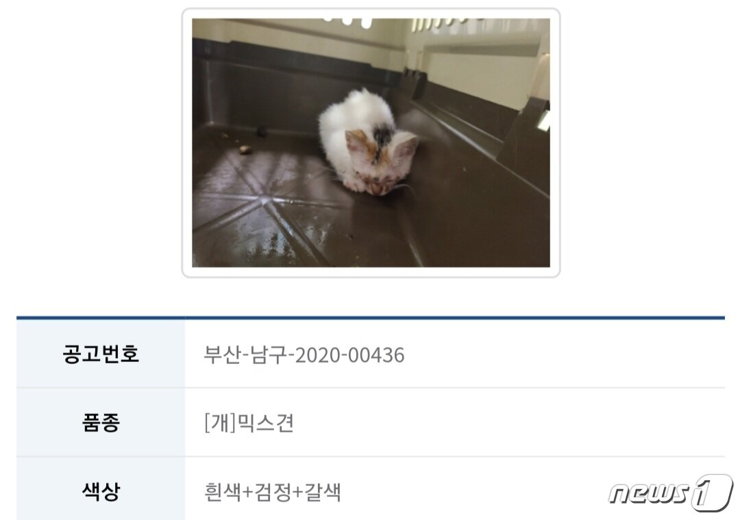 본문 이미지 - 한 동물병원에서 유실유기된 믹스견으로 올린 고양이 사진. 사진 동물보호관리시스템 홈페이지 ⓒ 뉴스1
