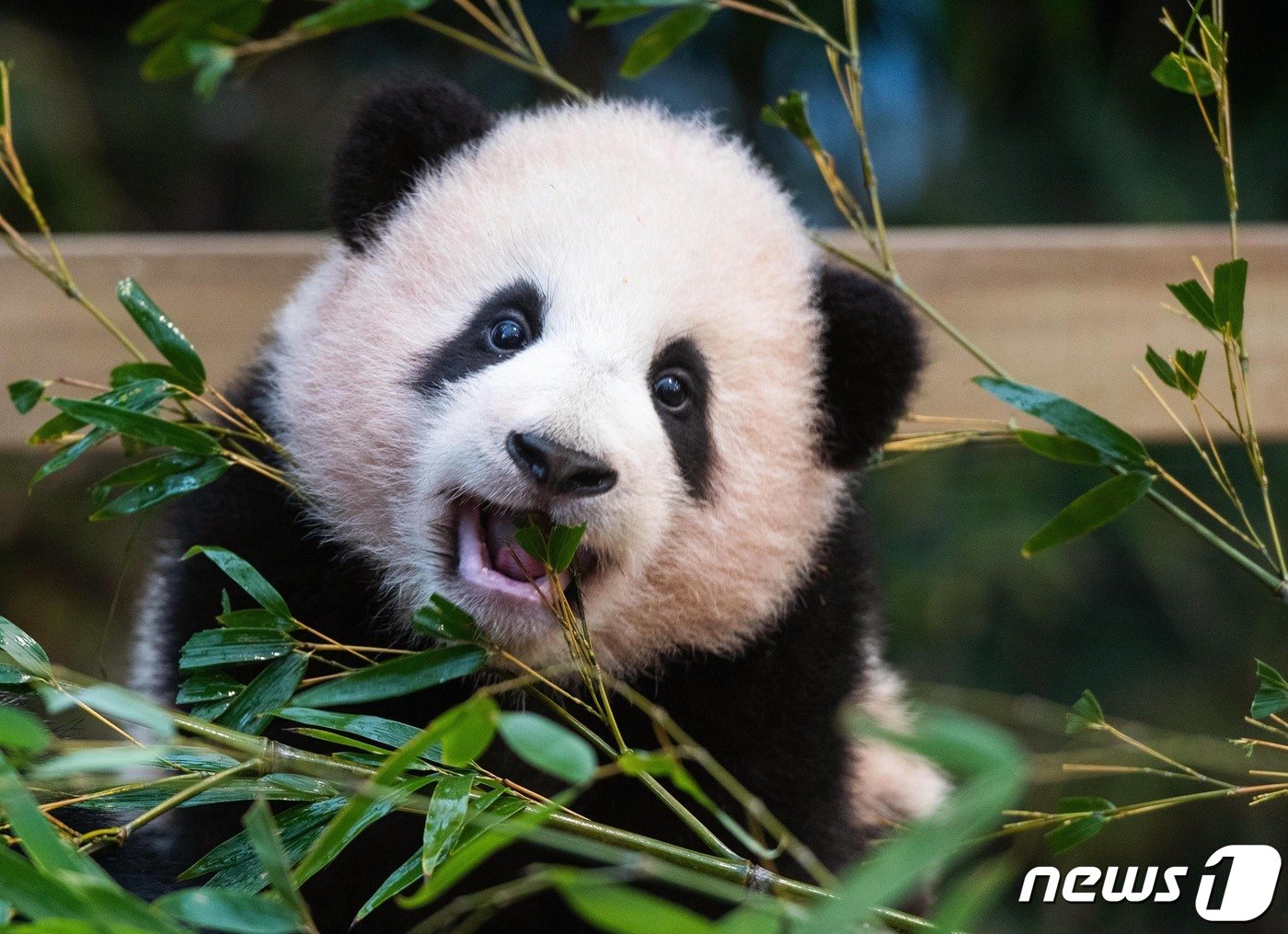 본문 이미지 - 삼성물산 리조트부문(사장 한승환)이 운영하는 에버랜드가 2021년 신축년 새해를 맞아 오는 4일부터 아기 판다 '푸바오'의 바깥 외출이 시작된다고 3일 밝혔다. (에버랜드 제공)2021.1.3/뉴스1