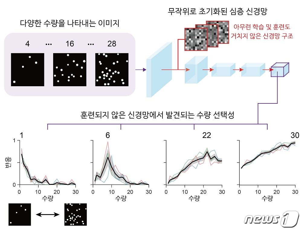본문 이미지 - 무작위로 초기화된 심층신경망에서 자발적으로 발생하는 수량 선택적 신경망 유닛(KAIST 제공) ⓒ뉴스1