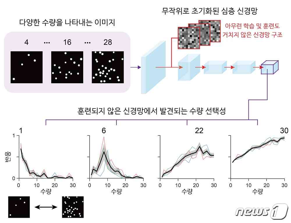 무작위로 초기화된 심층신경망에서 자발적으로 발생하는 수량 선택적 신경망 유닛(KAIST 제공) ©뉴스1
