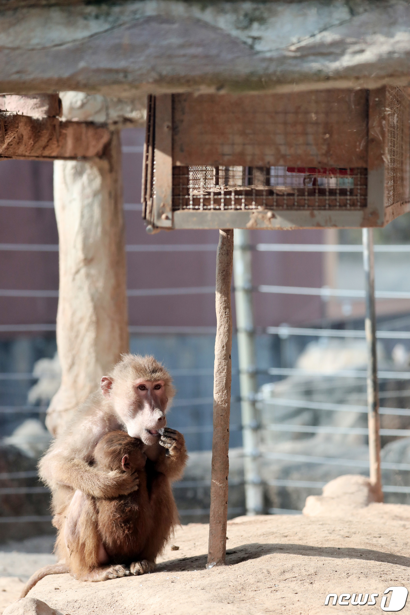 (과천=뉴스1) 조태형 기자 = 한파가 계속된 4일 오전 경기도 과천시 서울대공원 동물원에서 망토원숭이가 아기 원숭이를 안은 채 얼음을 먹고 있다.서울대공원은 추운 겨울 동물들을 …