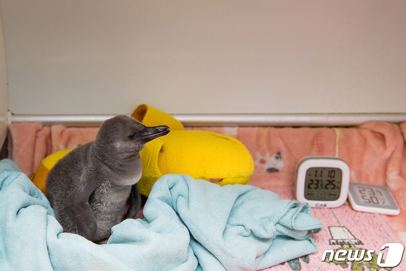 본문 이미지 - 롯데월드 아쿠아리움에서 부화한 아기 펭귄ⓒ 뉴스1