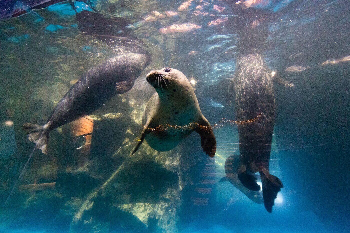 본문 이미지 - 롯데월드 아쿠아리움의 참물범ⓒ 뉴스1