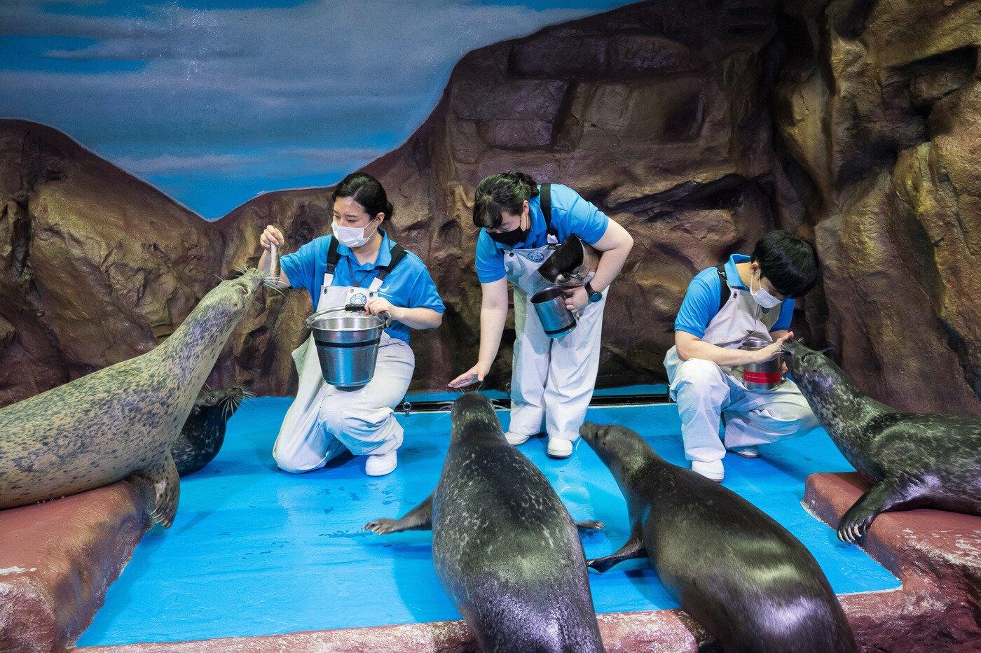 본문 이미지 - 롯데월드 아쿠아리움의 참물범ⓒ 뉴스1