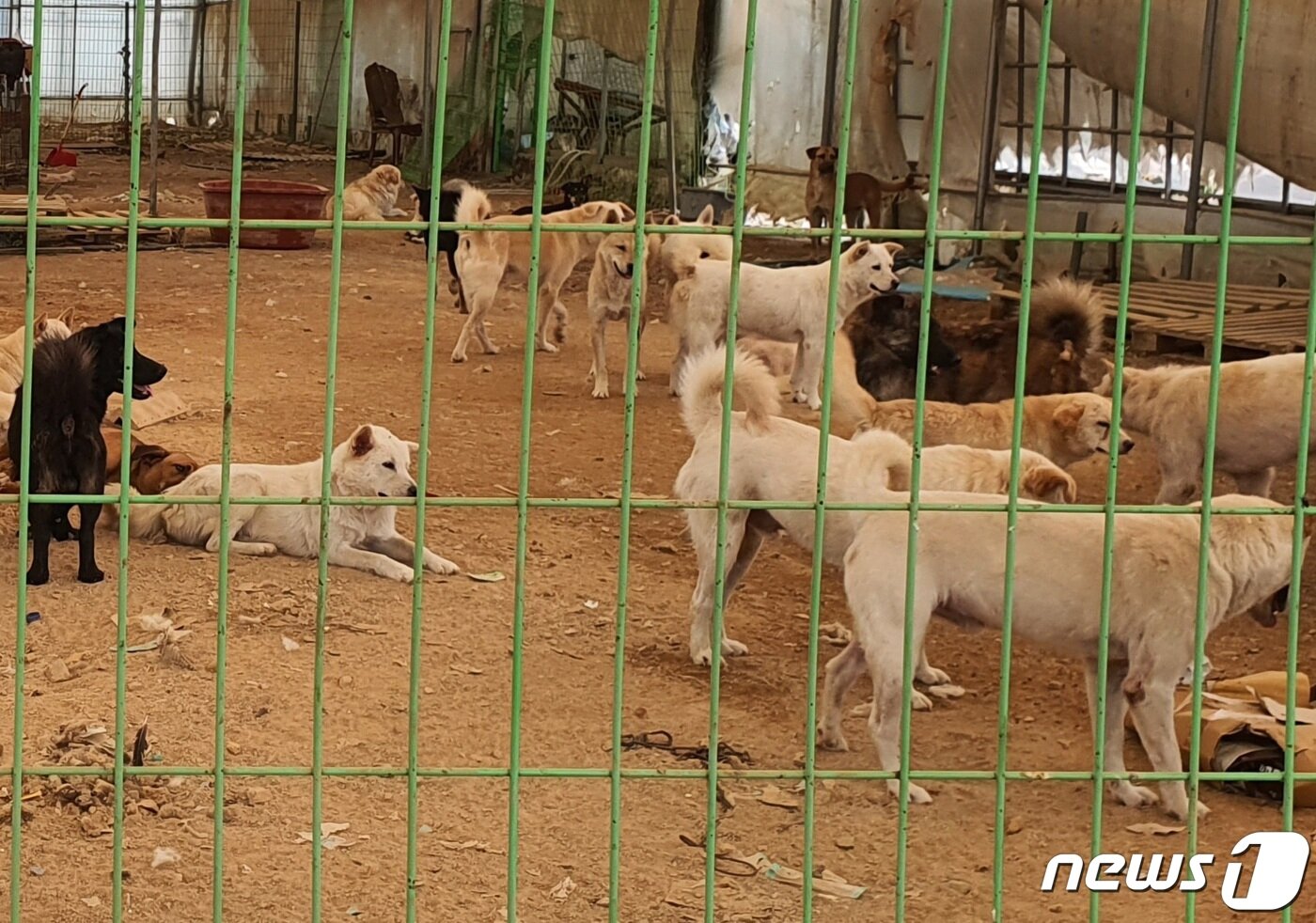 본문 이미지 - 경기도 한 사설동물보호소의 유기유실견들. 해당 기사와 관련 없음. ⓒ 뉴스1 최서윤 기자