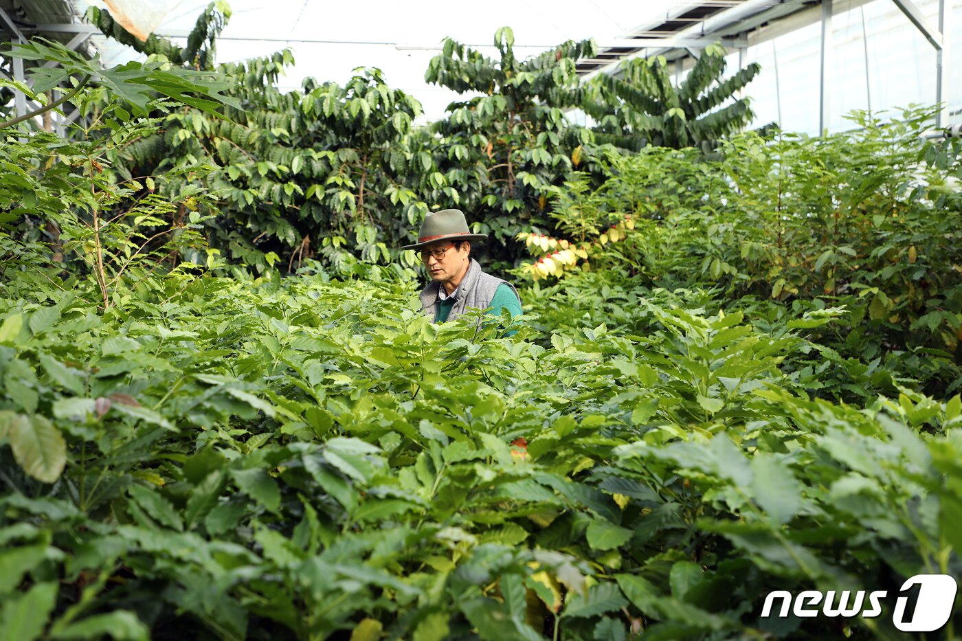 본문 이미지 - 담양커피농장 임영주 대표. /ⓒ News1 박영래 기자