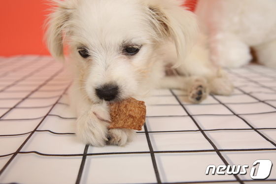 그린티는 강아지에게 좋은 간식인가요