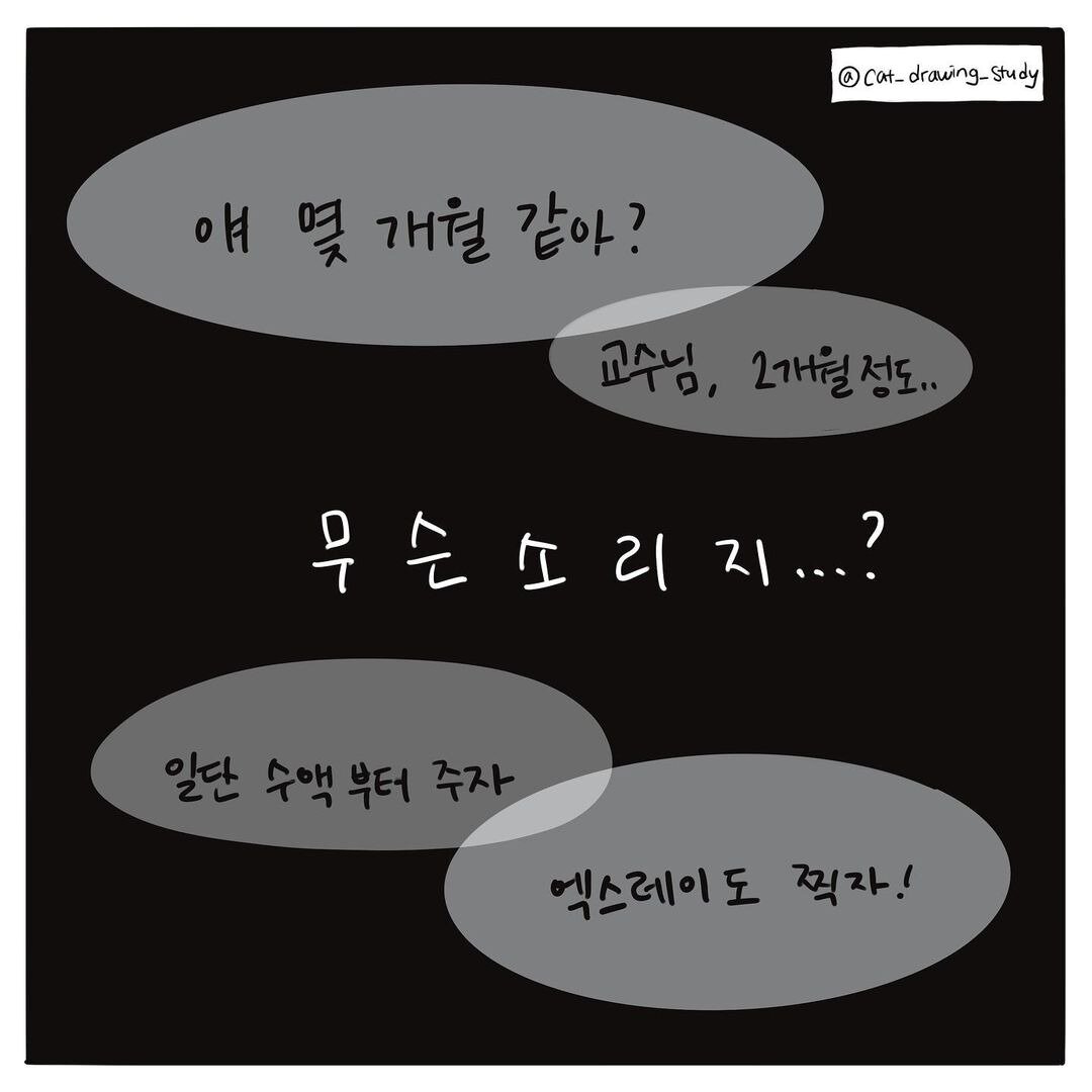 본문 이미지 - 고양이그림공부 ⓒ 뉴스1