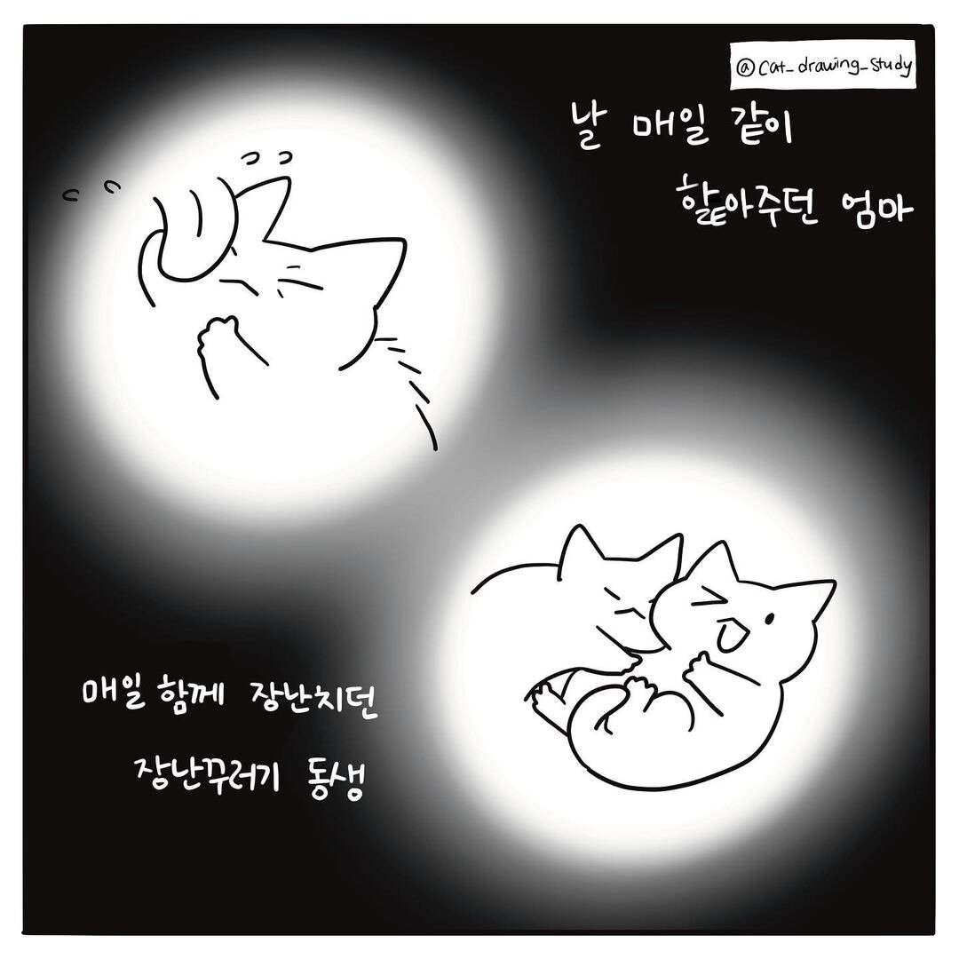 본문 이미지 - 고양이그림공부 ⓒ 뉴스1