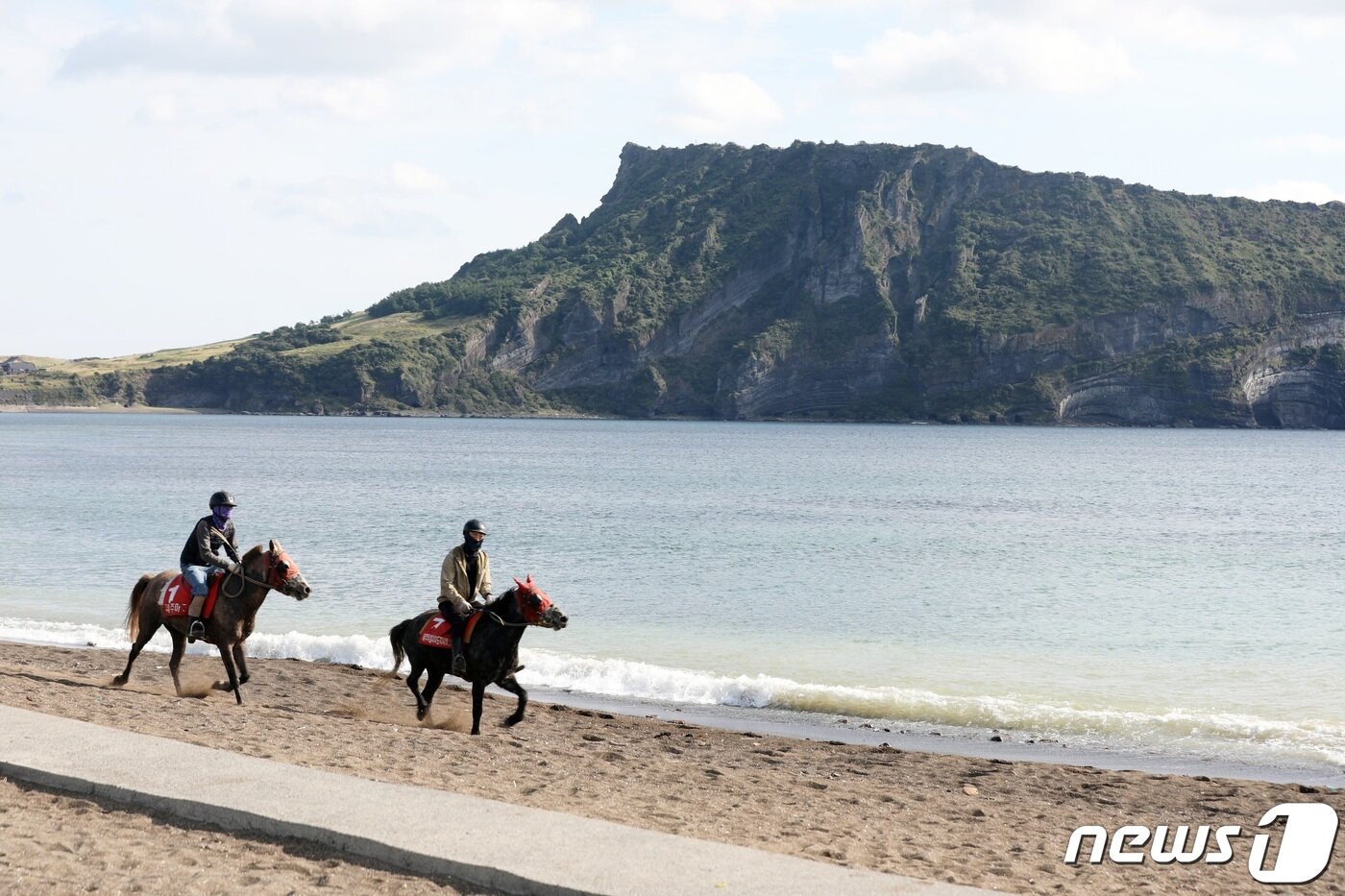 본문 이미지 - 서귀포시 성산읍 성산일출봉 인근 광치기 해변에서 경주마들이 훈련하고 있다. 2021.10.21/뉴스1 ⓒ News1 고동명 기자