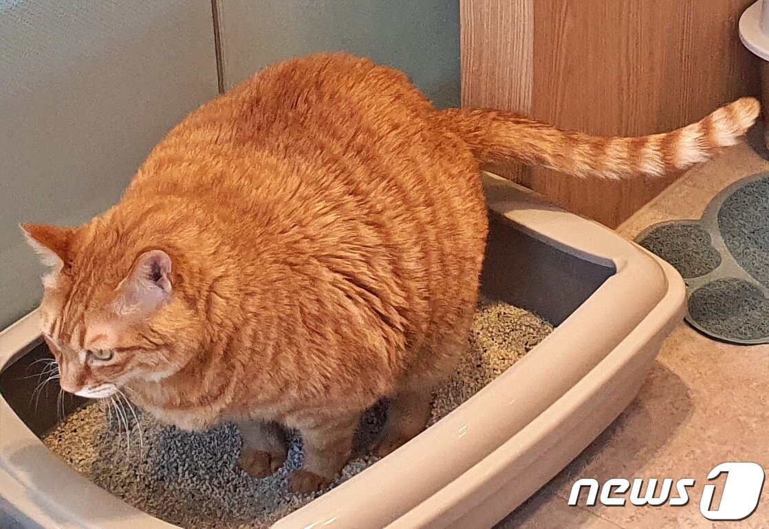 본문 이미지 - 벤토나이트 모래 위에서 볼 일 보는 고양이 &#40;사진은 기사 내용과 무관함&#41; / ⓒ 뉴스1 최서윤 기자