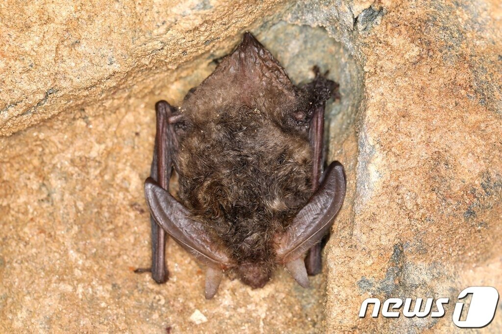 본문 이미지 -  멸종위기 야생생물 2종으로 지정된 토끼박쥐. ⓒ 뉴스1