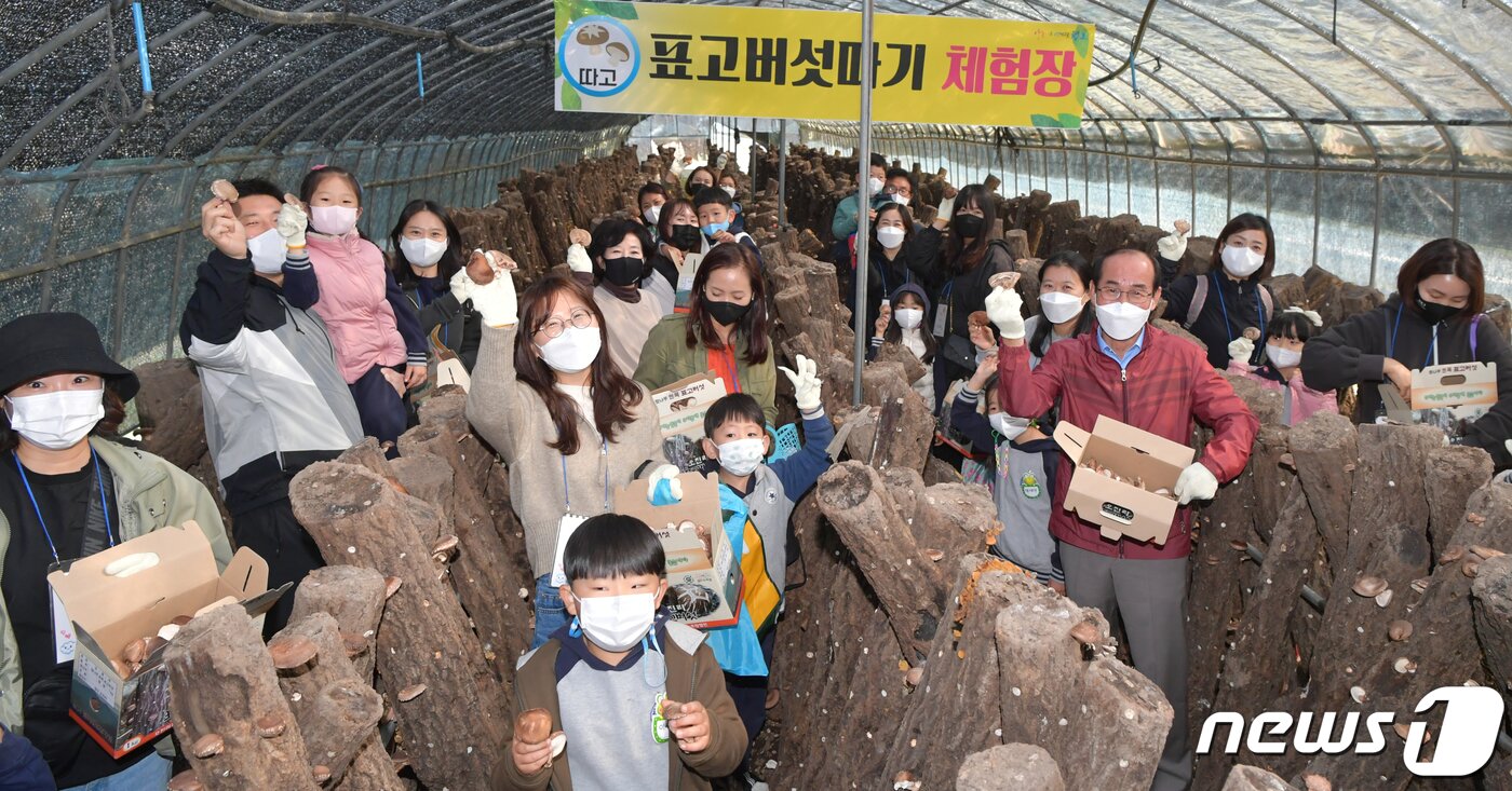 본문 이미지 - 27일 경북 청도군에서 진행된 친환경농업체험 행사에 참가한 도시지역 주부들이 어린이들과 표고버섯따기 체험을 하고 있다. (청도군 제공) 2021.10.27/뉴스1 ⓒ News1 정우용 기자