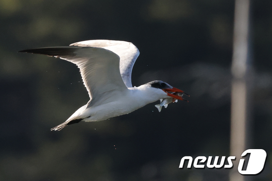 국내에서는 좀처럼 보기 어려운 붉은부리큰제비갈매기(Caspian Tern)가 28일 경북 포항시 남구 형산강에서 먹잇감을 사냥하는 모습이 포착됐다. 2021.10.28/뉴스1 © News1 최창호 기자