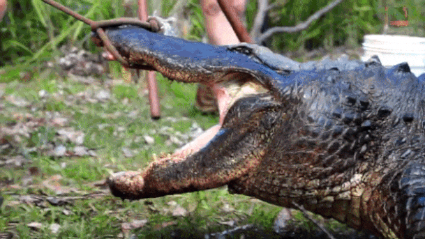 본문 이미지 - 짝짓기 시즌이 지났음에도 혈기 왕성해 이를 갈망하던 미국 악어 '칸예'가 격리되기 전 붙잡히는 모습. (유튜브 갈무리) ⓒ 뉴스1