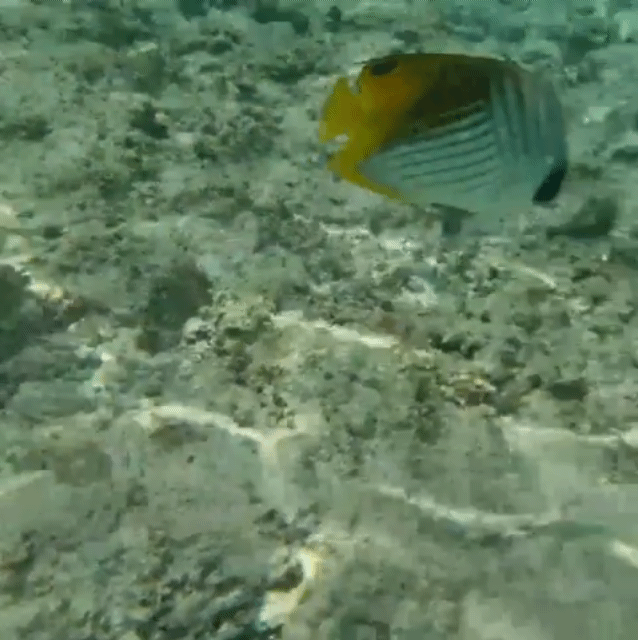 본문 이미지 - 미국령 괌 리티디안 해변 바닷속 ⓒ 뉴스1 조현기 기자