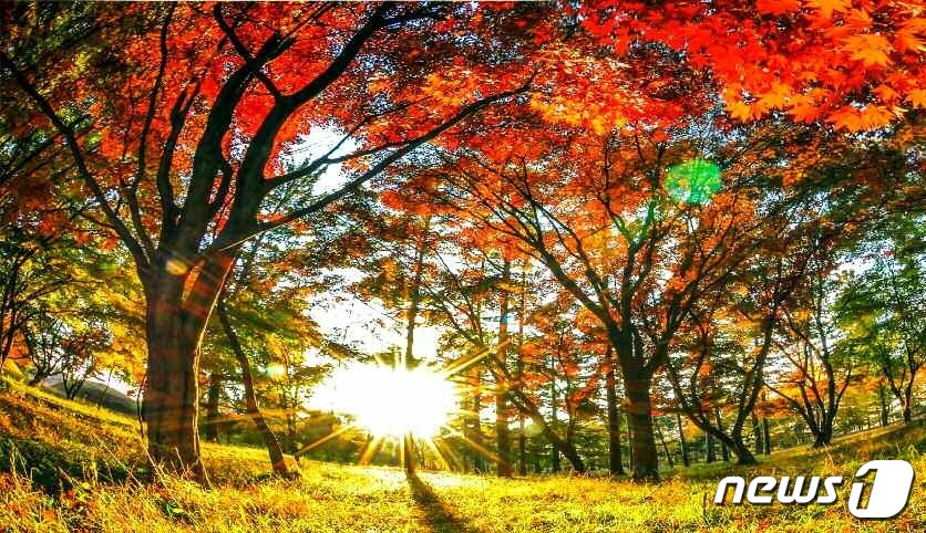 (평양 노동신문=뉴스1) = 북한 조선노동당 기관지 노동신문은 31일 '수도 평양의 이채로운 가을풍경'이란 제목으로 관련 사진 여러 장을 실었다. 신문은 "녹음 우거졌던 수도 거리 …