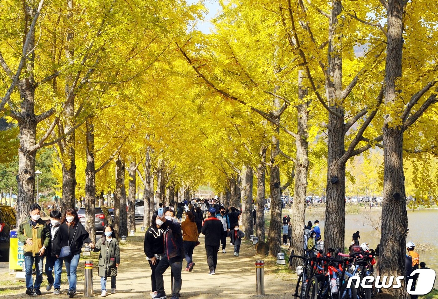 본문 이미지 - 31일 오전 충북 괴산군 문광면 양곡1리 은행나무 가로수 길은 가을정취를 만끽하려는 인파로 북적였다.2021.10.31ⓒ 뉴스1
