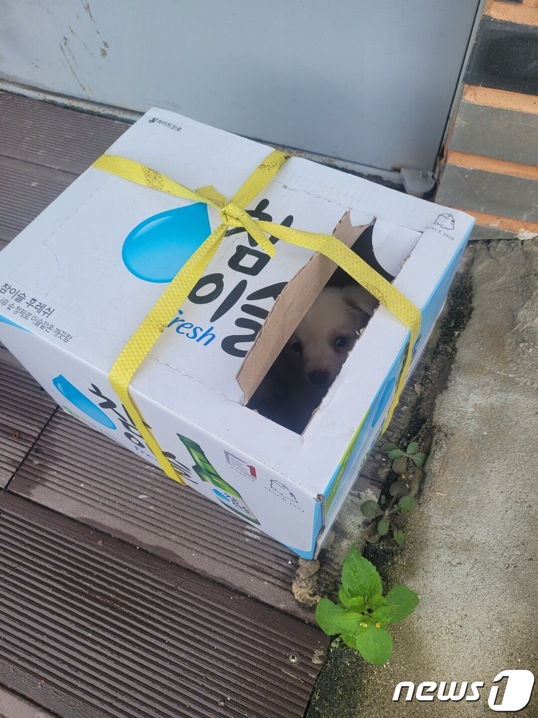 본문 이미지 - 추석 연휴였던 지난달 21일 속초의 한 애견셥에 버려진 강아지들.(한국애견협회 속초지회 제공) 2021.10.6/뉴스1