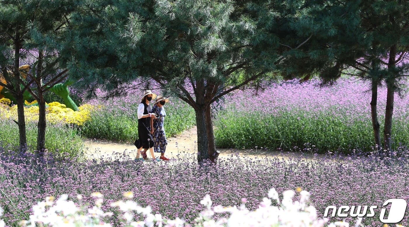 본문 이미지 - 7일 강원 인제 북면 용대리 용대관광단지에 국화를 비롯한 버들마편초, 구절초, 코스모스 등이 활짝 펴 장관을 이루고 있다. 오는 8일부터 24일까지 용대관광단지에서는 ‘인제에서 꽃길만 걷자’를 테마로 한 가을 꽃축제가 열린다.(인제군 제공) 2021.10.7/뉴스1 ⓒ News1 김정호 기자