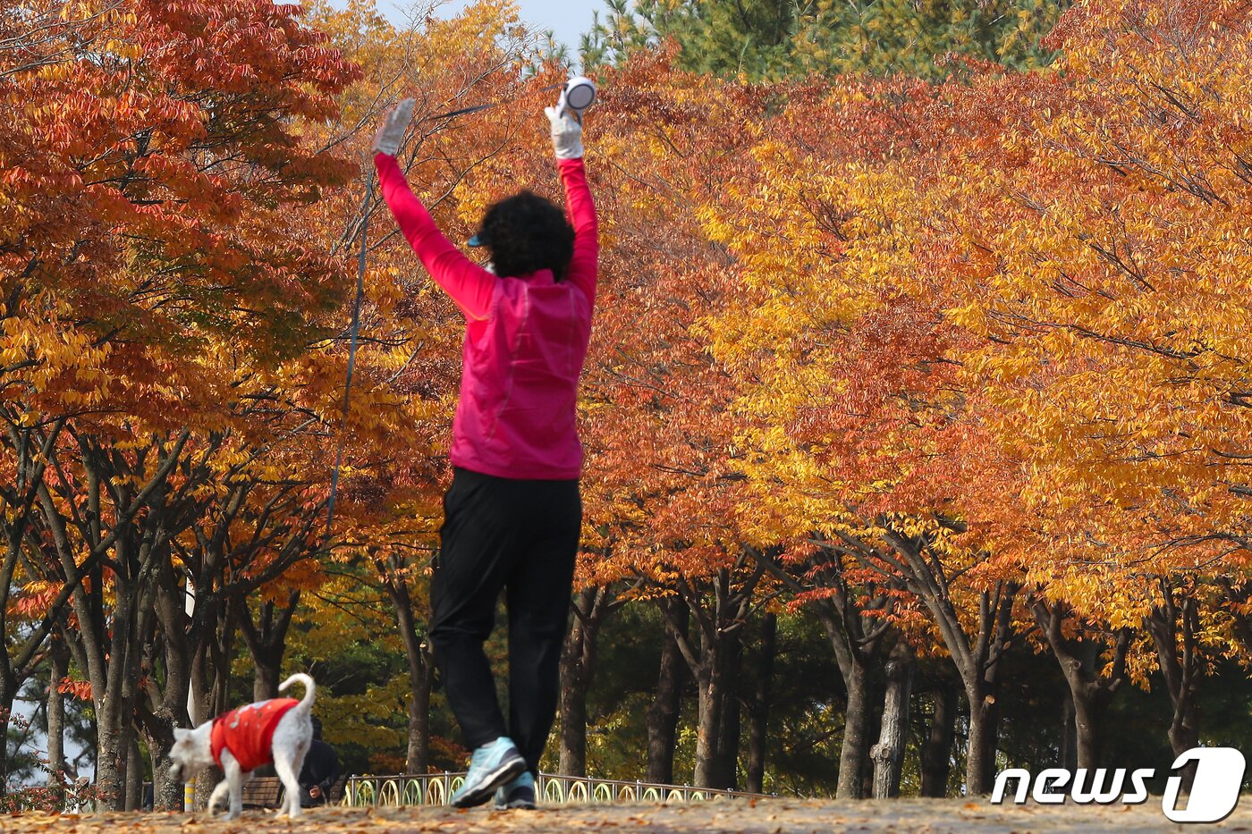 본문 이미지 - 단계적 일상회복(위드 코로나) 시행 첫날인 1일 대구스타디움 주변 산책로에서 반려견과 함께 산책을 나온 시민이 울긋불긋 곱게 물든 단풍을 감상하며 기지개를 켜고 있다. 2021.11.1/뉴스1 ⓒ News1 공정식 기자