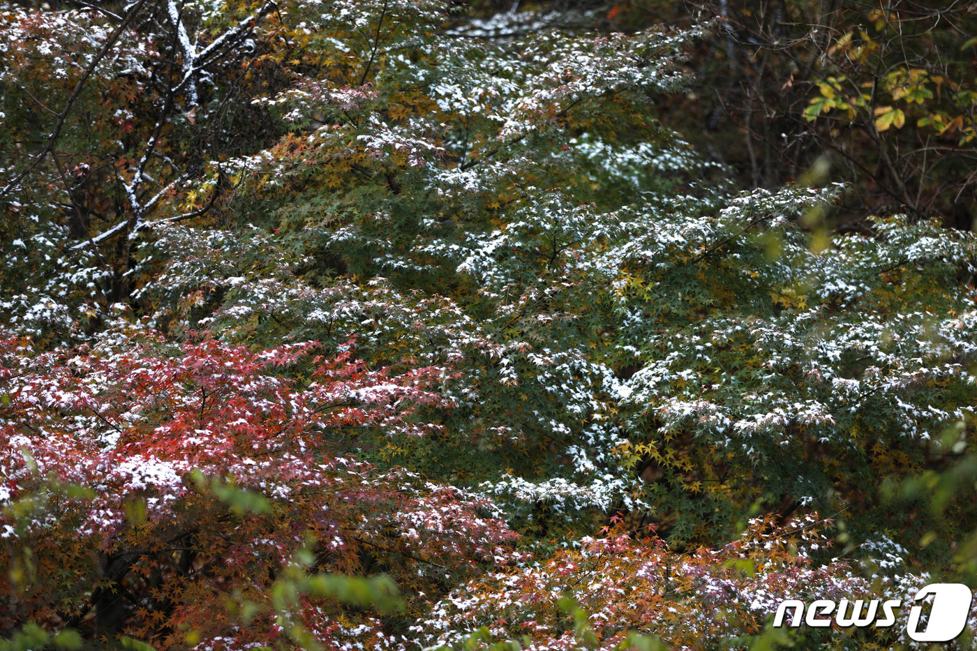 (서울=뉴스1) 성동훈 기자 = 10일 오전 서울 성북구 삼청각 일대에 첫눈의 흔적이 보이고 있다. 2021.11.10/뉴스1