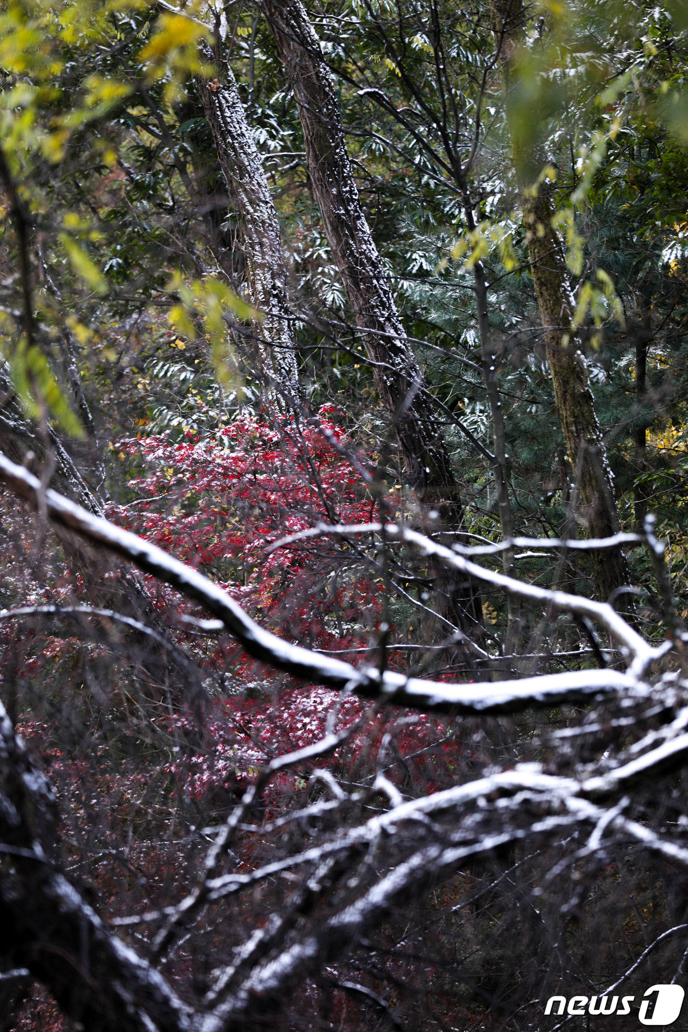 (서울=뉴스1) 성동훈 기자 = 10일 오전 서울 성북구 삼청각 일대에 첫눈의 흔적이 보이고 있다. 2021.11.10/뉴스1