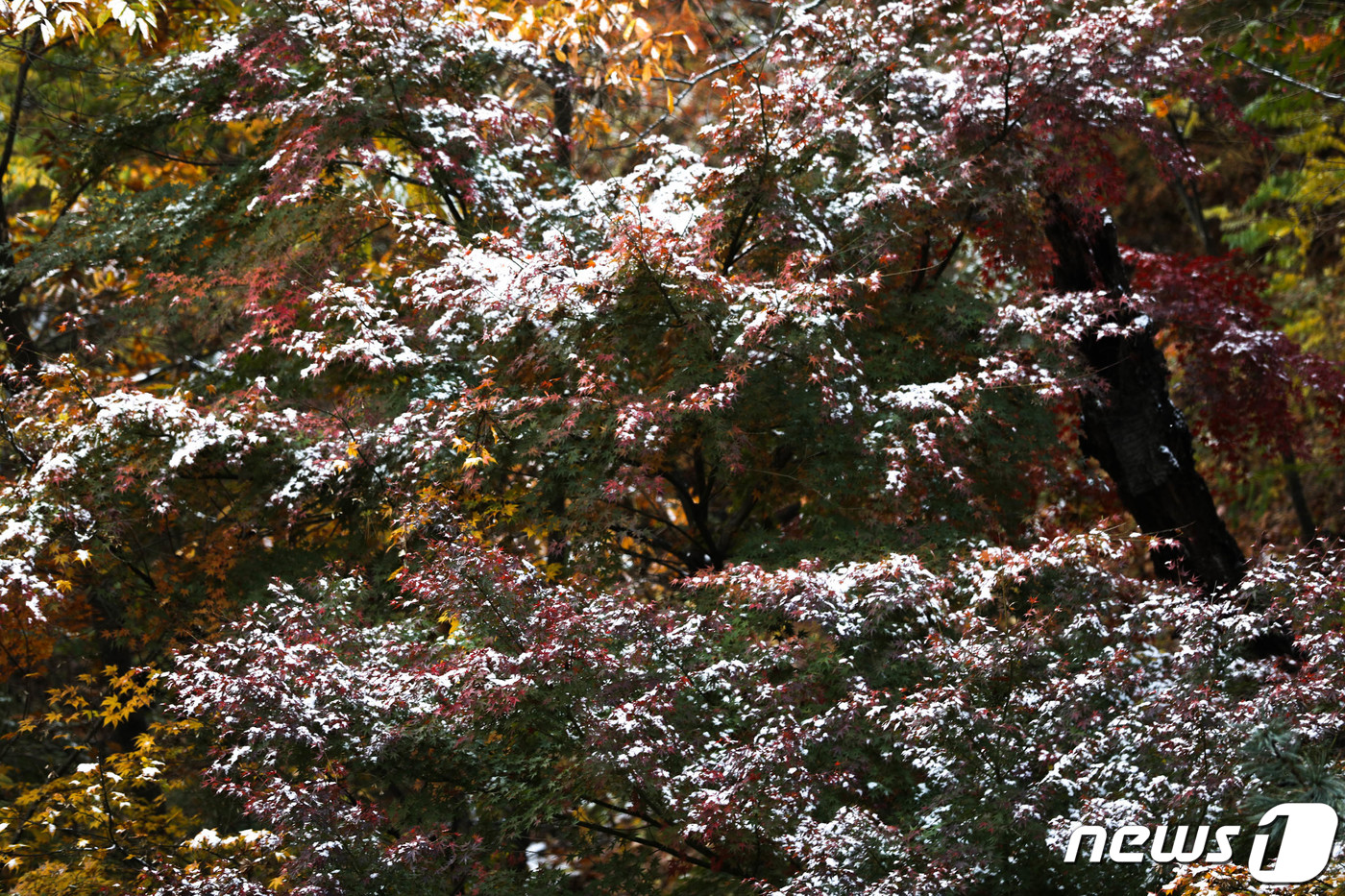 (서울=뉴스1) 성동훈 기자 = 10일 오전 서울 성북구 삼청각 일대에 첫눈의 흔적이 보이고 있다. 2021.11.10/뉴스1
