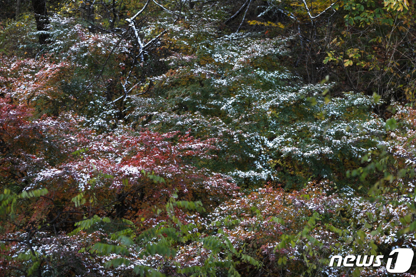 (서울=뉴스1) 성동훈 기자 = 10일 오전 서울 성북구 삼청각 일대에 첫눈의 흔적이 보이고 있다. 2021.11.10/뉴스1