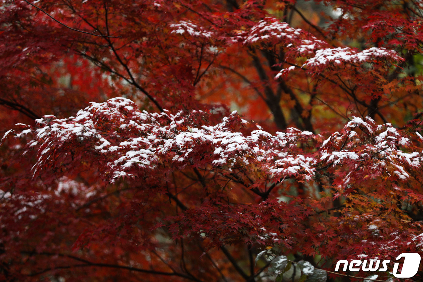 (서울=뉴스1) 성동훈 기자 = 10일 오전 서울 성북구 삼청각 일대에 첫눈의 흔적이 보이고 있다. 2021.11.10/뉴스1
