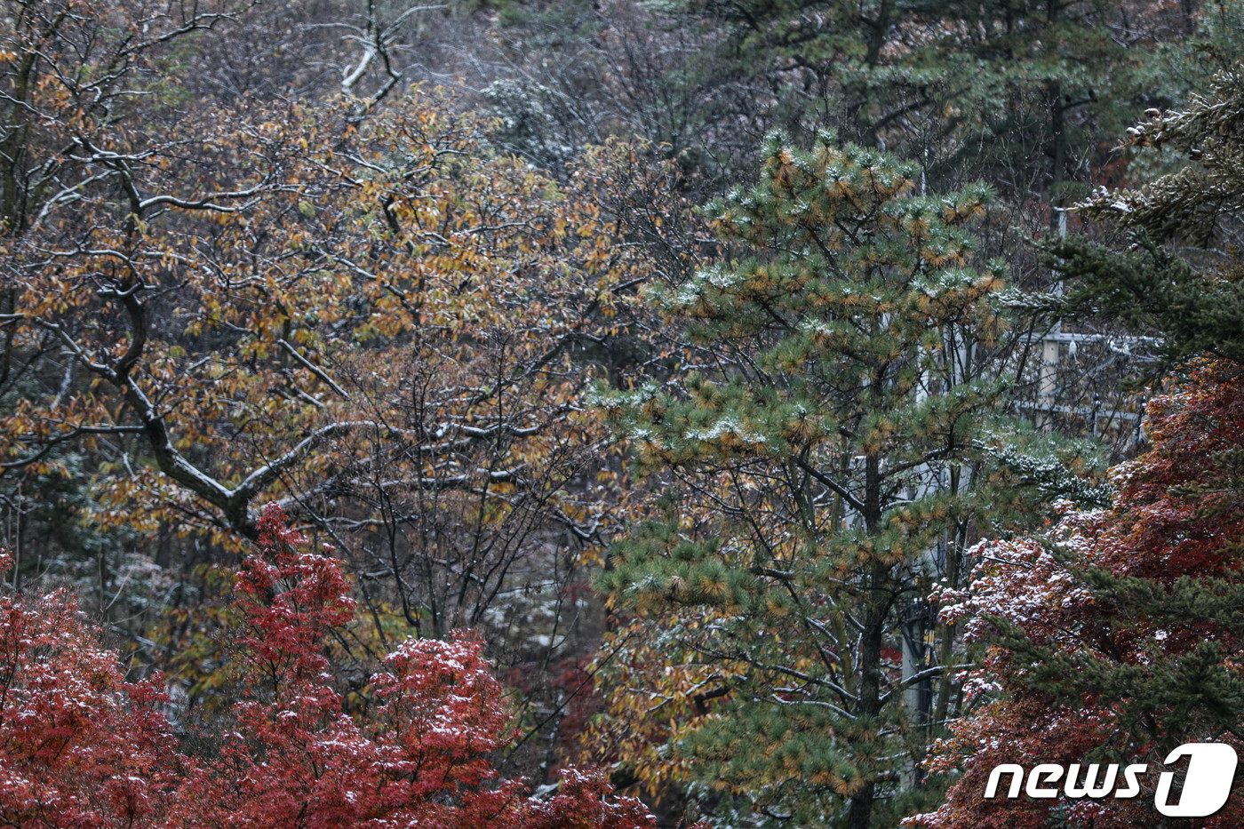 (서울=뉴스1) 성동훈 기자 = 10일 오전 서울 성북구 삼청각 일대에 첫눈의 흔적이 보이고 있다. 2021.11.10/뉴스1