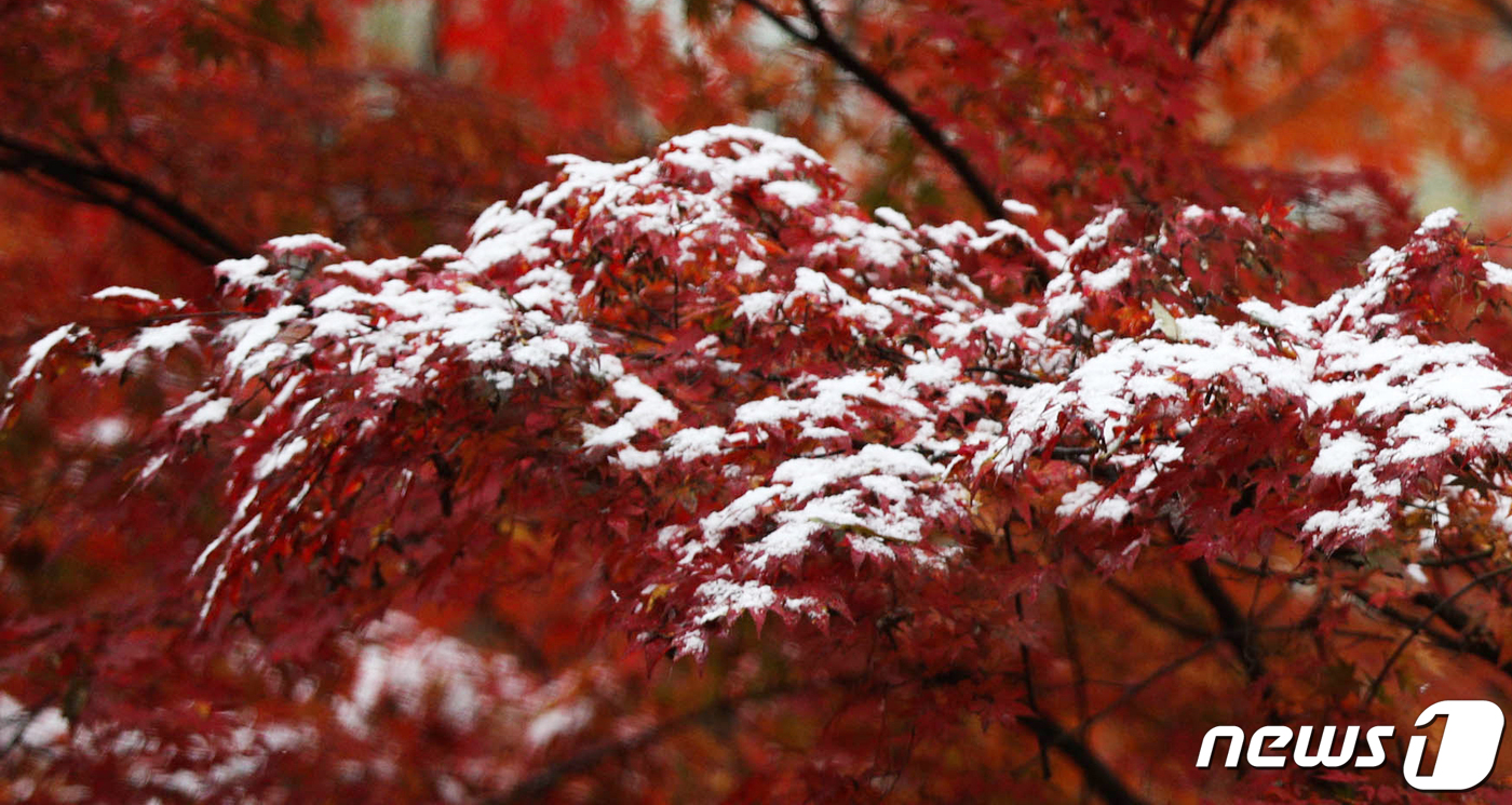 (서울=뉴스1) 성동훈 기자 = 10일 오전 서울 성북구 삼청각 일대 단풍에  첫눈이 소복이 쌓여 있다. 2021.11.10/뉴스1